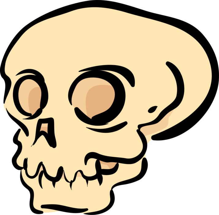 Vector Illustration of Human Skull Head