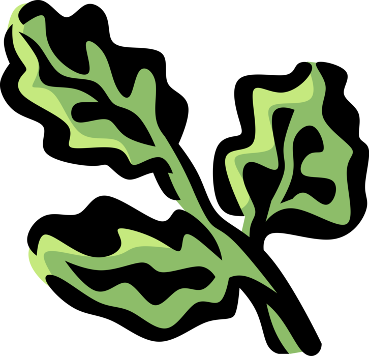 Vector Illustration of Watercress Aquatic Botanical Horticulture Plant