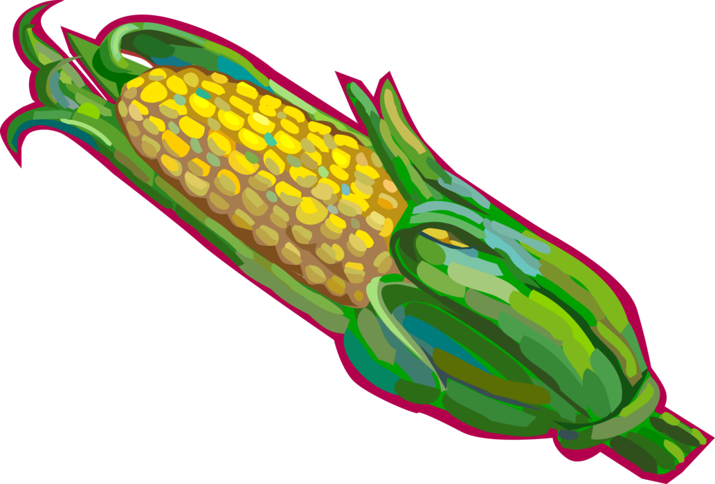 Vector Illustration of Corn on the Cob Grain Plant Maize Husk