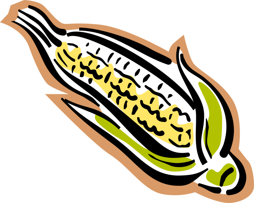 Vector Illustration of Corn on the Cob Grain Plant Maize Husk