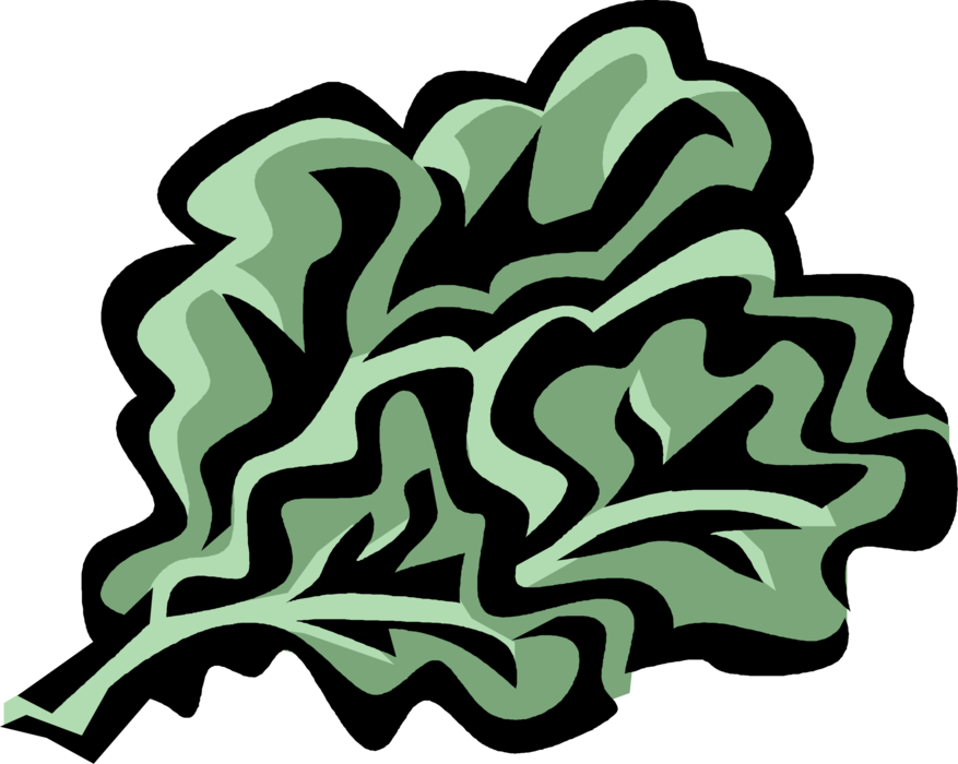 Vector Illustration of Rapini Edible Green Cruciferous Vegetable Resembles Broccoli