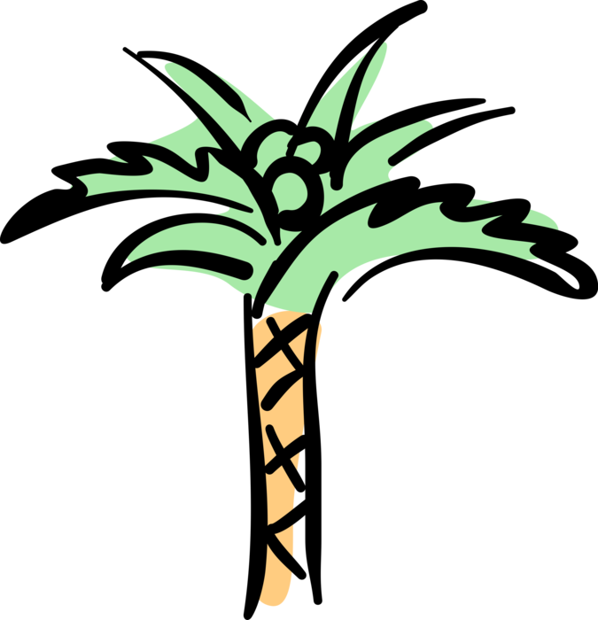Vector Illustration of Tropical or Subtropical Palm Tree