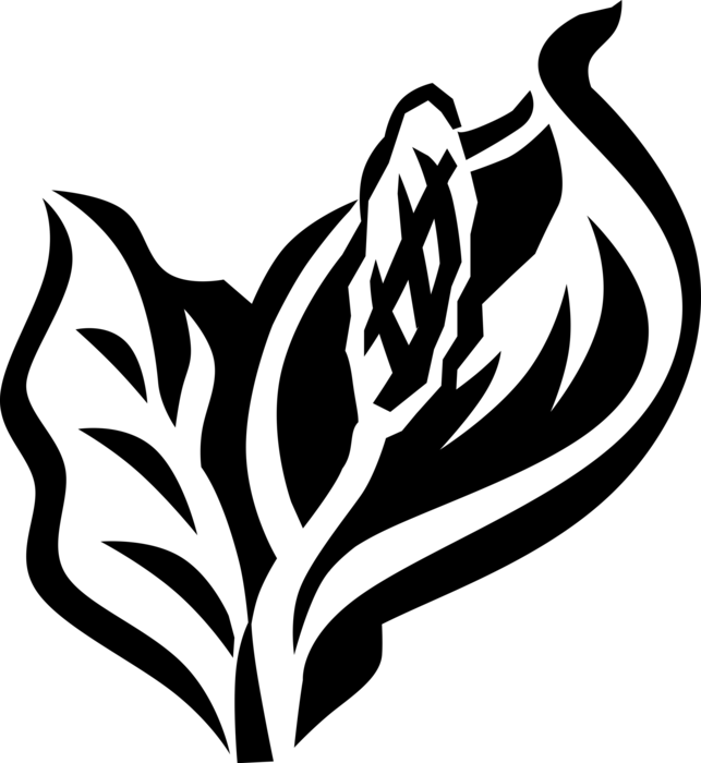 Vector Illustration of Peace Lily Araceae Perennial Herbaceous Herb Botanical Horticulture Flowering Plant