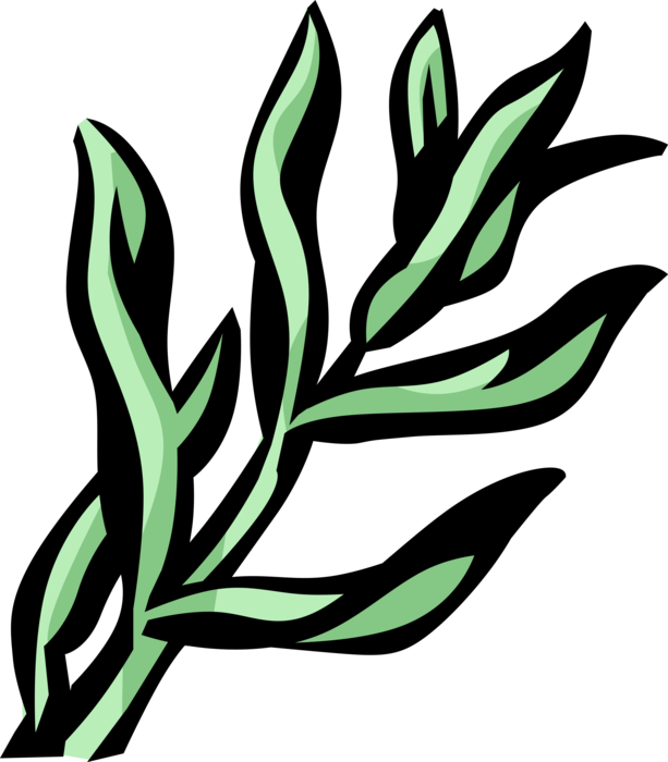 Vector Illustration of Tarragon or Estragon Perennial Herb Aromatic Leaves used for Seasoning