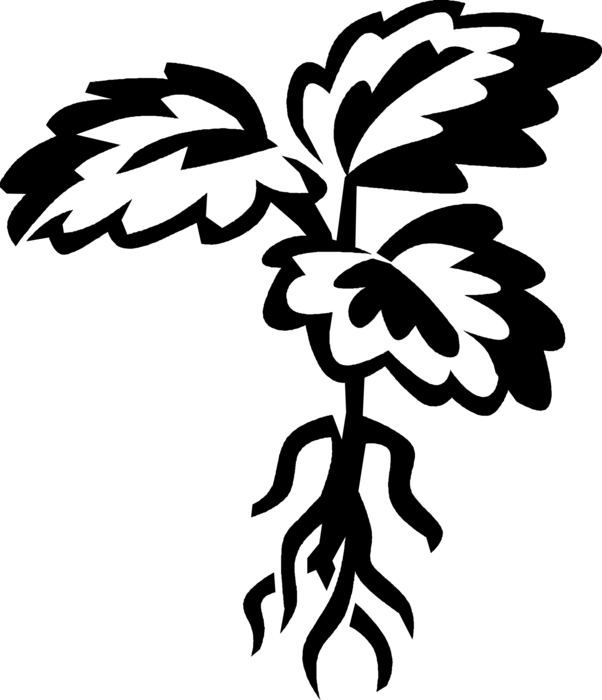 Vector Illustration of Transplanted Flowering Garden Plant with Roots