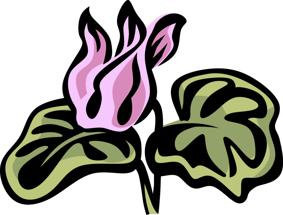 Vector Illustration of Cyclamen Botanical Perennial Flowering Plant