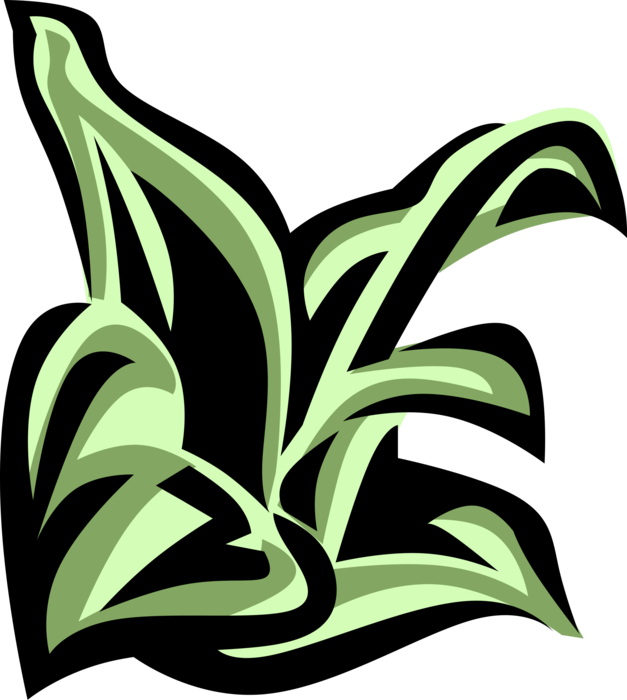 Vector Illustration of Hellebore Botanical Horticulture Evergreen Perennial Flowering Plant
