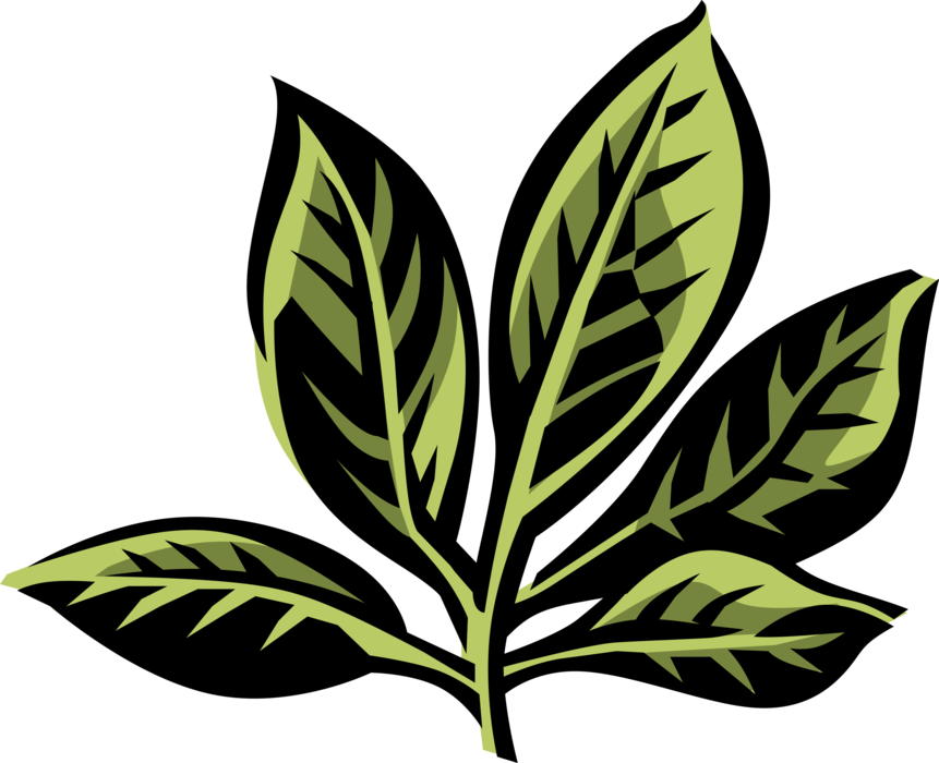 Vector Illustration of Buckeye Tree Botanical Horticulture Flowering Plant Leaves