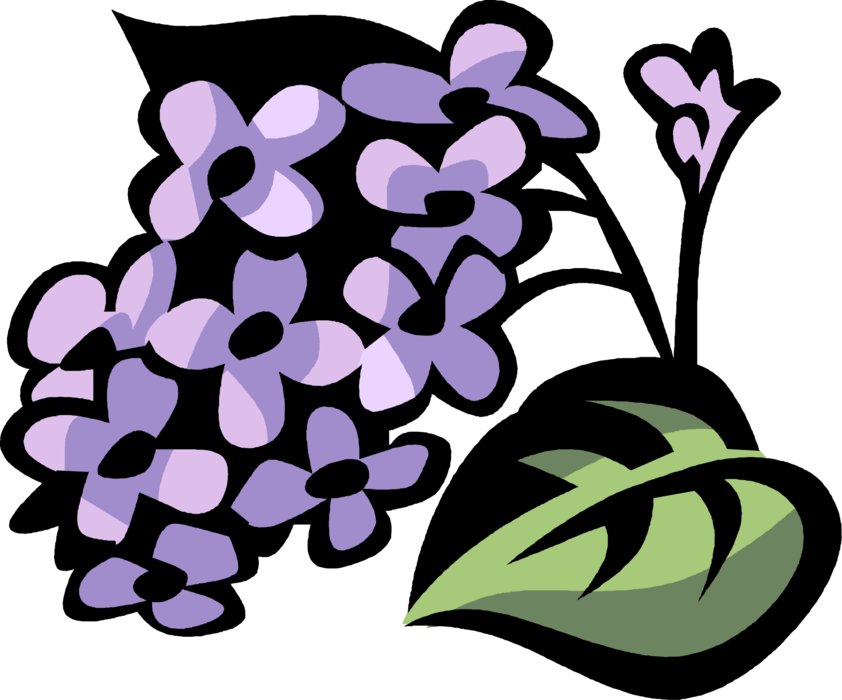 Vector Illustration of Lilac Botanical Deciduous Shrub Flowering Ornamental Plant