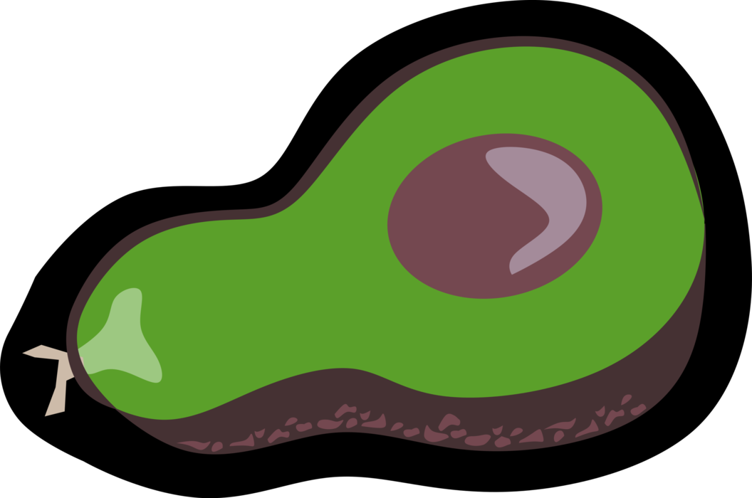 Vector Illustration of Large Berry Avocado Single Seed Alligator Pear Fruit