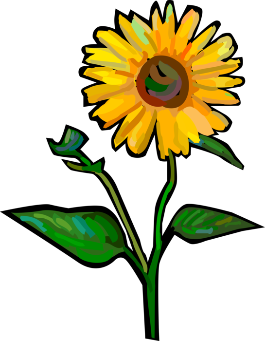 Vector Illustration of Botanical Horticulture Plant Floral Sunflower Flower Blossom