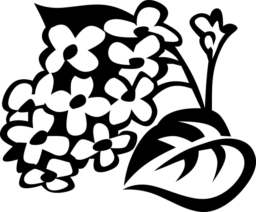 Vector Illustration of Lilac Botanical Deciduous Shrub Flowering Ornamental Plant