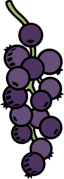 Vector Illustration of Edible Grapevine Fruit Grapes