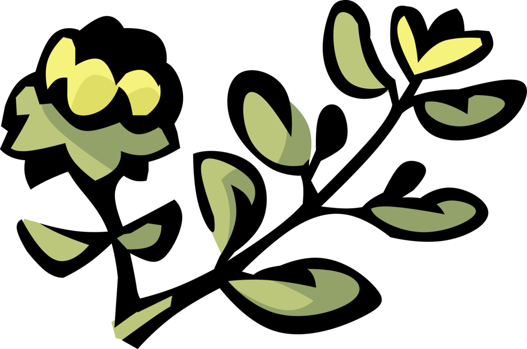 Vector Illustration of Thyme Aromatic Leaves used in Cooking