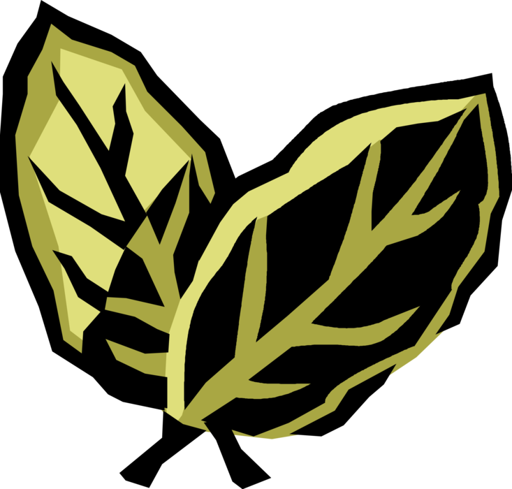 Vector Illustration of Bay Leaf Dried Aromatic Leaves of Laurel used in Cooking