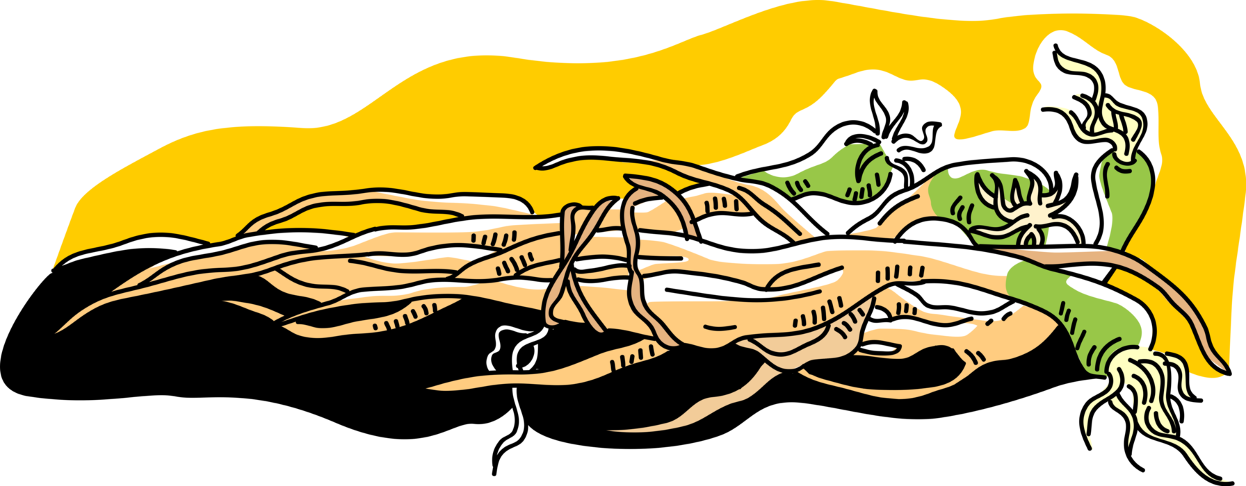 Vector Illustration of Root Vegetable Parsnips