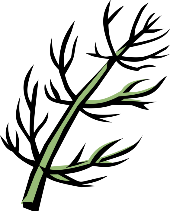 Vector Illustration of Fennel Flowering Plant Aromatic Flavorful Culinary Herb 