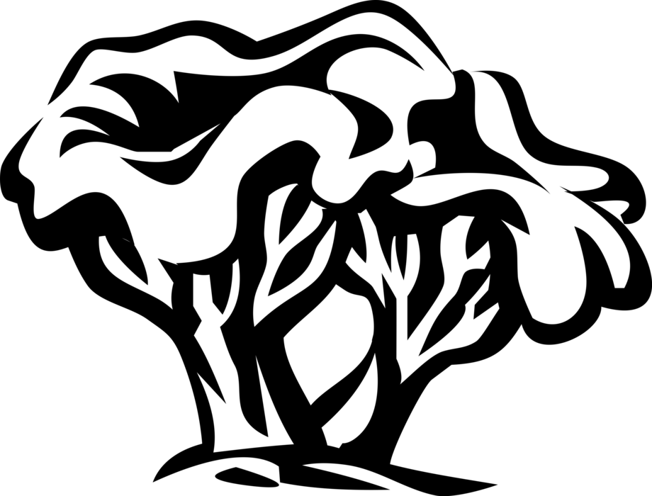 Vector Illustration of Chanterelle Fungus Edible Mushroom