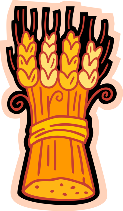 Vector Illustration of Farm Harvest Sheaf of Wheat Grain of Cereal Grass