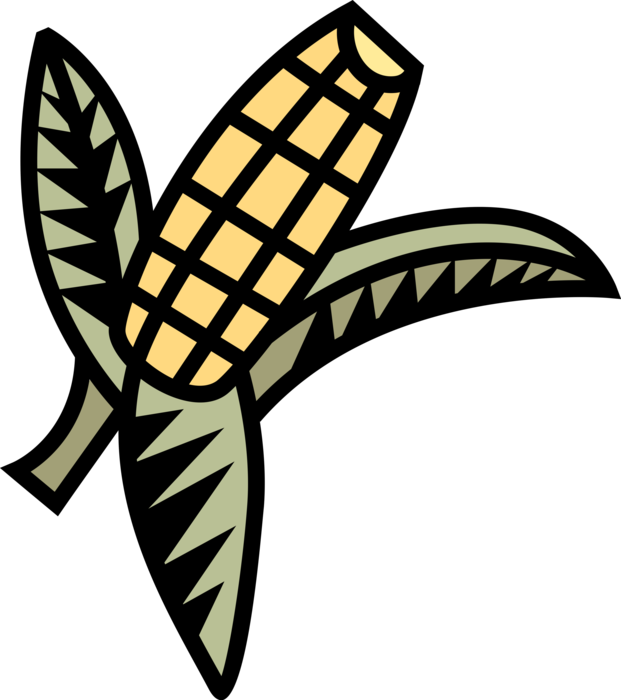 Vector Illustration of Corn on the Cob Grain Plant Maize Husk with Kernels