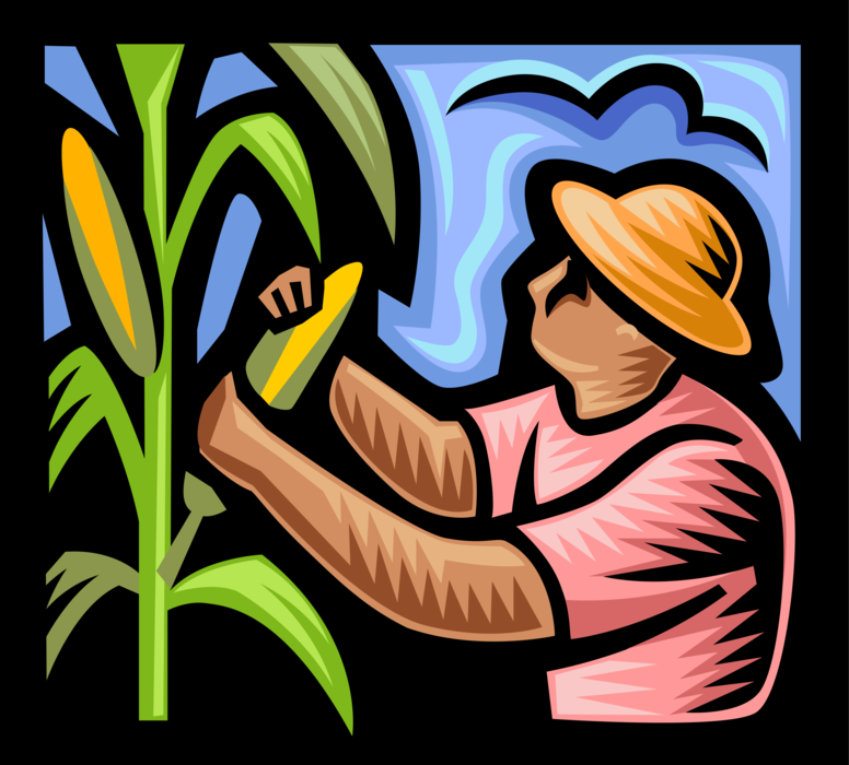 Vector Illustration of Farmer Picks Farm Crop Maize Corn Husk While Farming