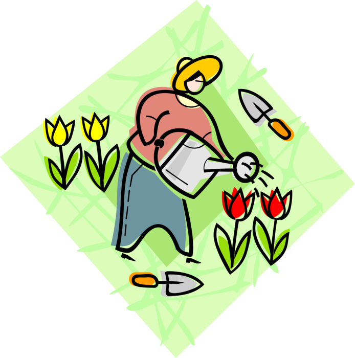 Vector Illustration of Gardener Watering Tulip Bulbous Plant Flowers in Garden