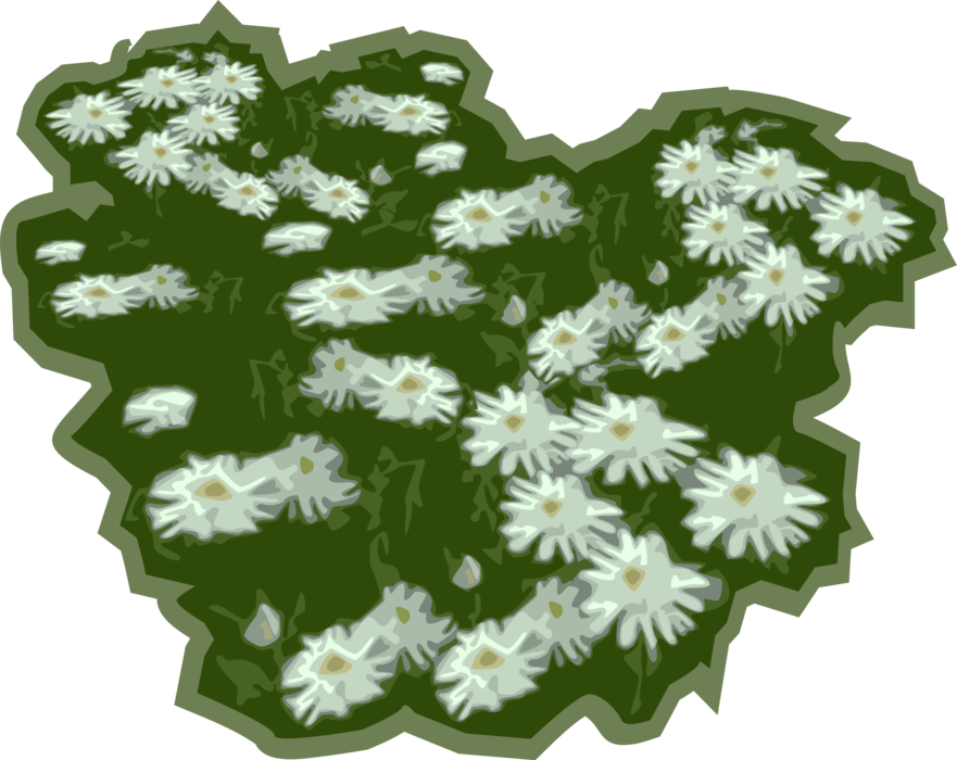 Vector Illustration of Daisy Flowers Growing in Meadow Field