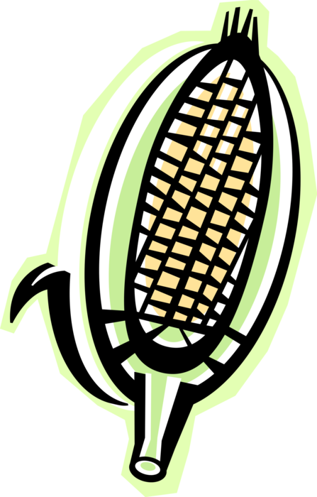 Vector Illustration of Cob or Husk of Corn