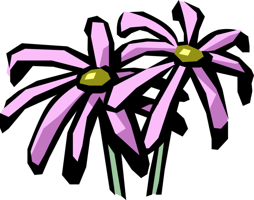 Vector Illustration of Pyrethrum Botanical Horticulture Chrysanthemum Flowering Plant