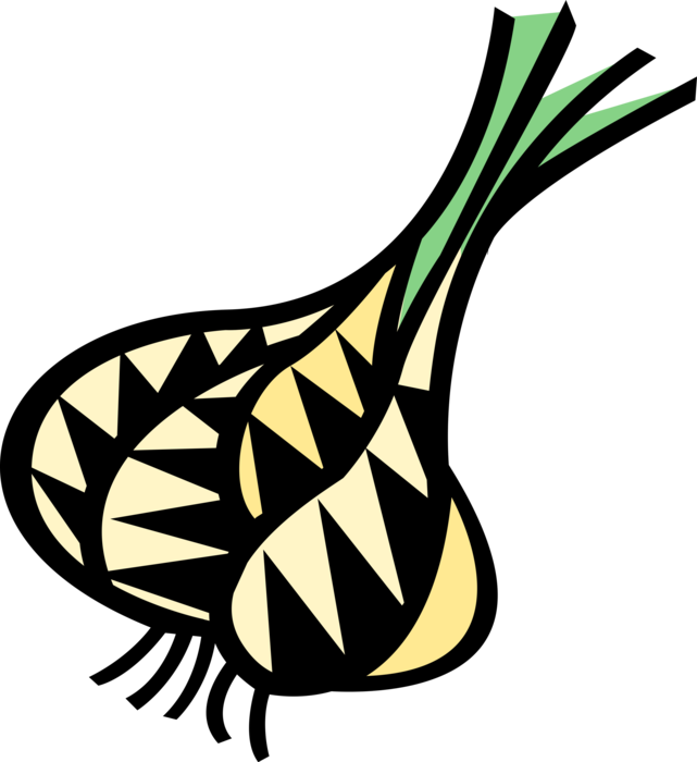 Vector Illustration of Onion Bulb Vegetable