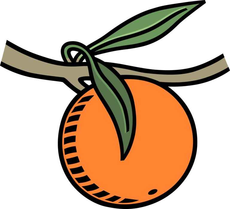 Vector Illustration of Citrus Orange Fruit on Tree in Orchard