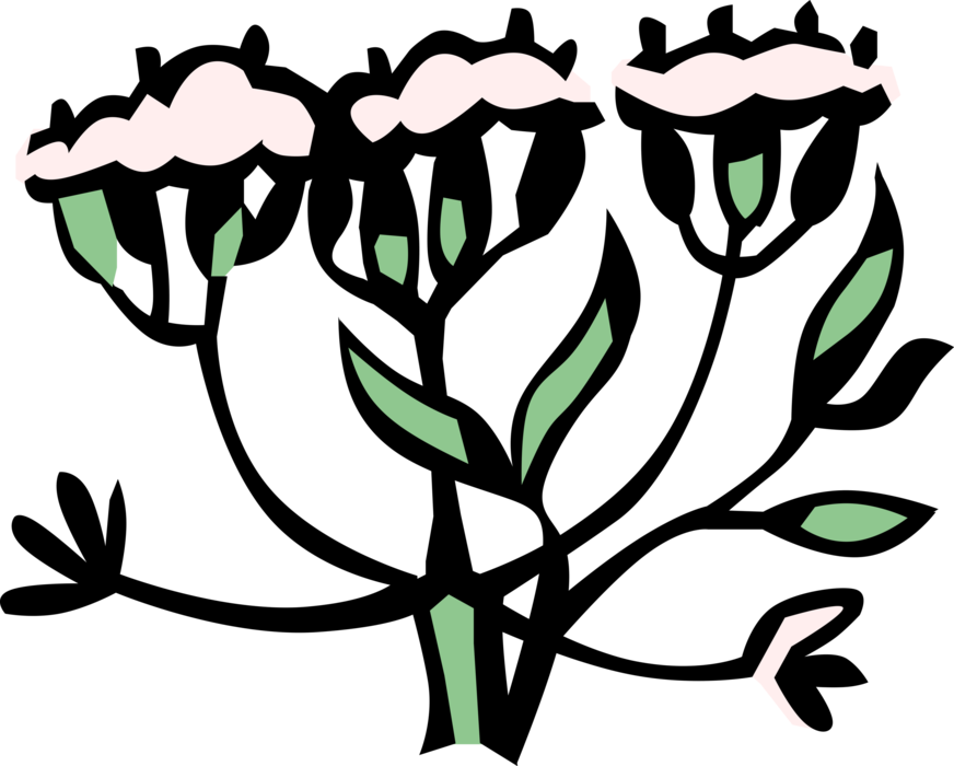 Vector Illustration of Dill Plant used for Flavoring Food