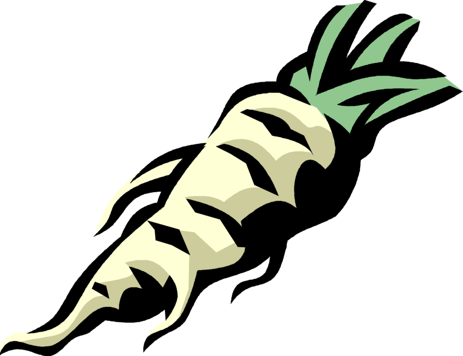 Vector Illustration of Parsnip Tuber Root Vegetable