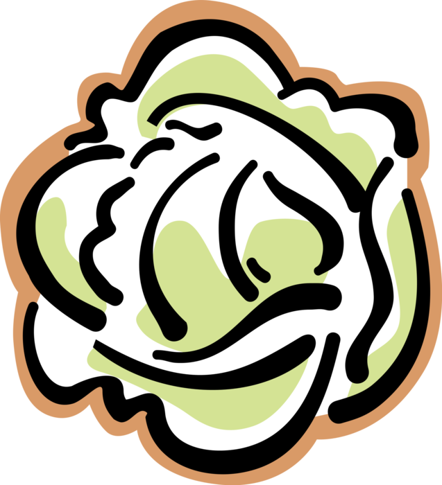 Vector Illustration of Leaf Vegetable Head of Lettuce
