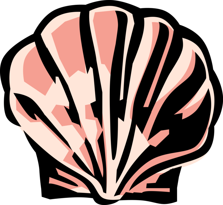 Vector Illustration of Scallop Seashell Marine Bivalve Mollusk