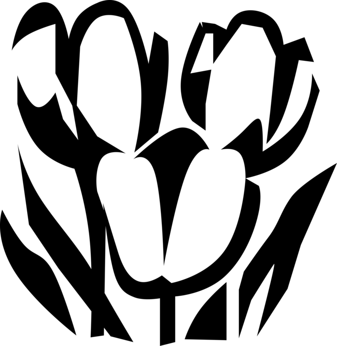 Vector Illustration of Bulbous Plant Tulip Flowers