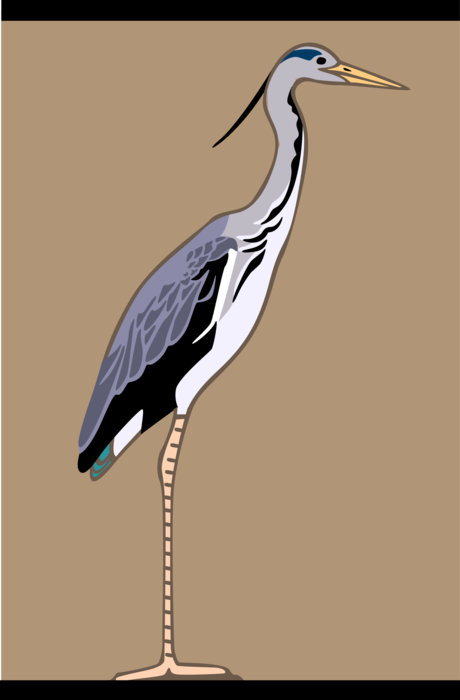 Vector Illustration of Long-Legged and Long-Necked Crane Bird