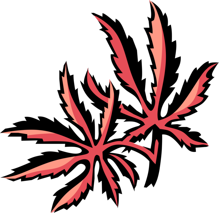 Vector Illustration of Japanese Maple Vascular Botanical Horticulture Plant Foliage Leaves