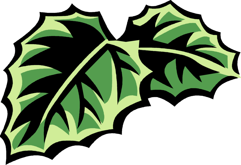Vector Illustration of Cissus Lianas Woody Vine Botanical Horticulture Garden Plant