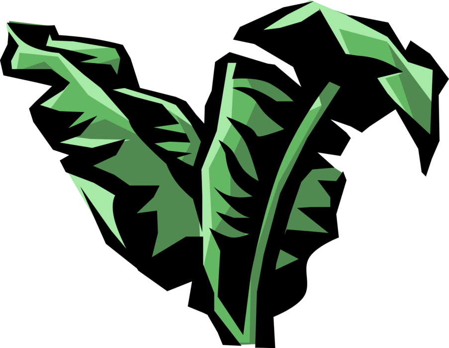 Vector Illustration of Giant Palm Rafia Botanical Horticulture Arecaceae Tree