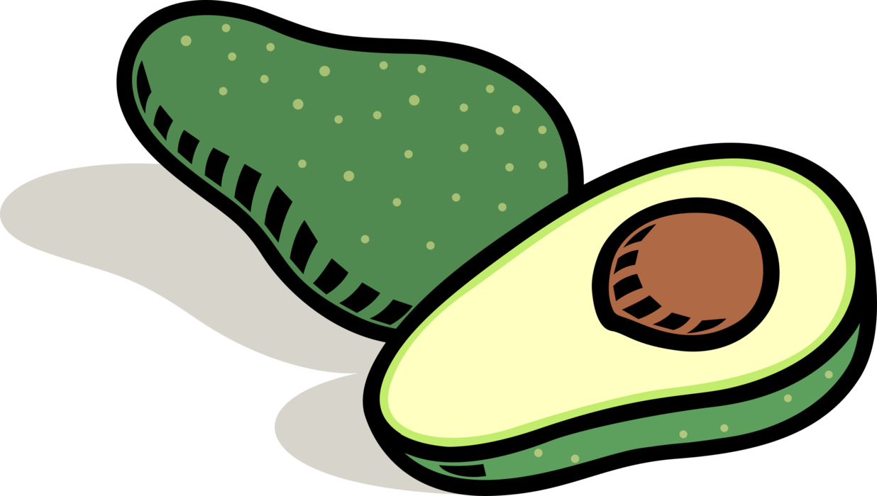Vector Illustration of Large Berry Avocado Single Seed Alligator Pear Fruit