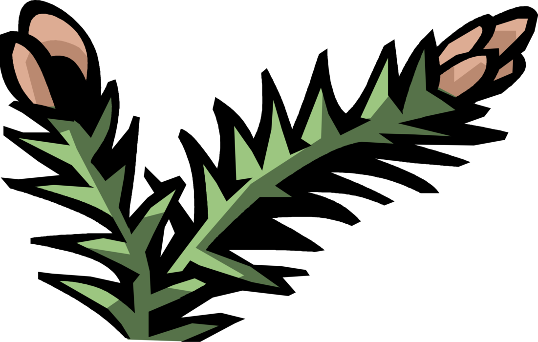Vector Illustration of Pine Nuts Edible Seeds of Pines