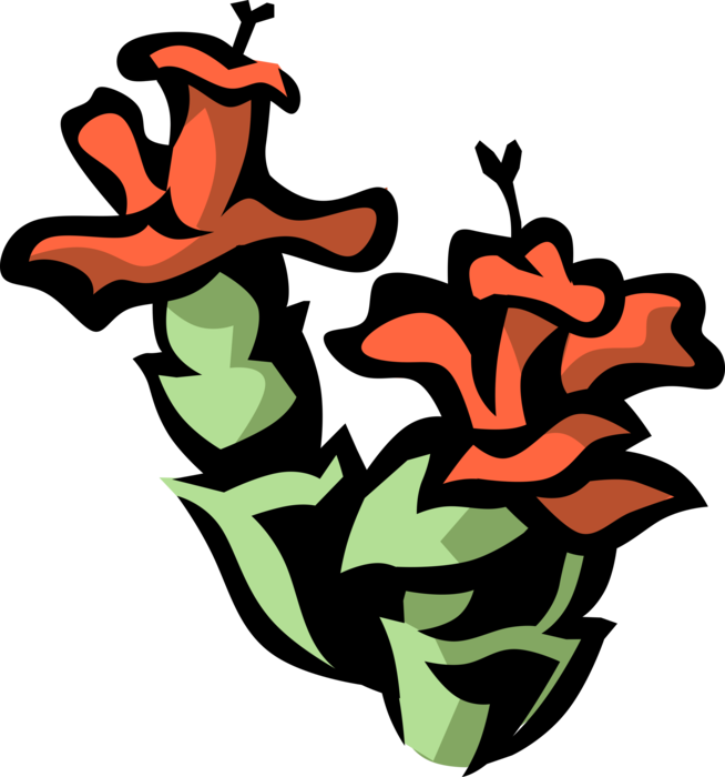 Vector Illustration of Holiday Season Christmas Cactus Schlumbergera Cultivar Botanical Horticulture Flowering Plant