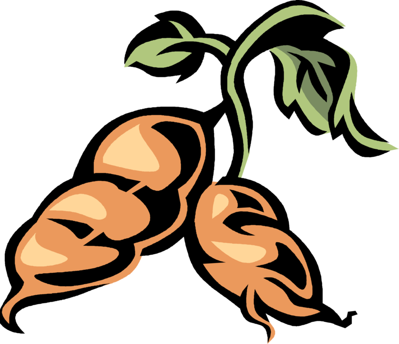 Vector Illustration of Sweet Potato Starchy Tuberous Root Vegetable