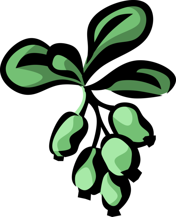 Vector Illustration of Barberry Botanical Horticulture Deciduous Shrub Flowering Plant