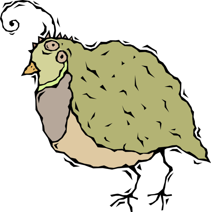 Vector Illustration of Partridge Gamebird Bird