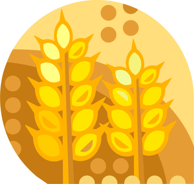 Vector Illustration of Wheat Grain of Cereal Grass Agricultural Crop