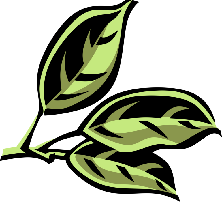 Vector Illustration of Outdoor Recreational Activity Camphor Tree Leaves used as Component of Incense and Medicine