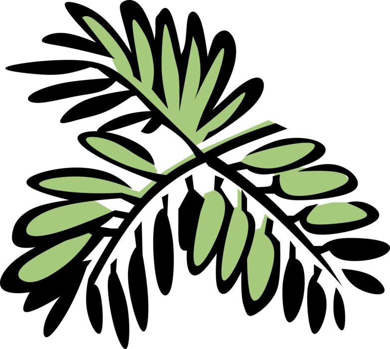 Vector Illustration of Mimosa Botanical Creeping Perennial Herb Flowering Plant