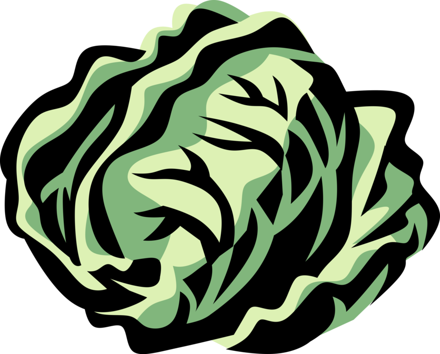 Vector Illustration of Radicchio Leaf Vegetable Italian Chicory
